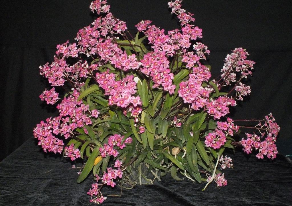 Sarco Kulnura Dragonfly