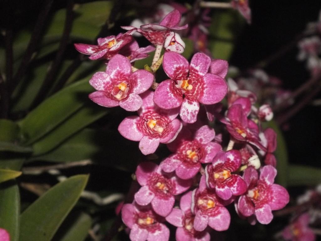 Sarcochilus Kulnura Dragonfly - photo 2