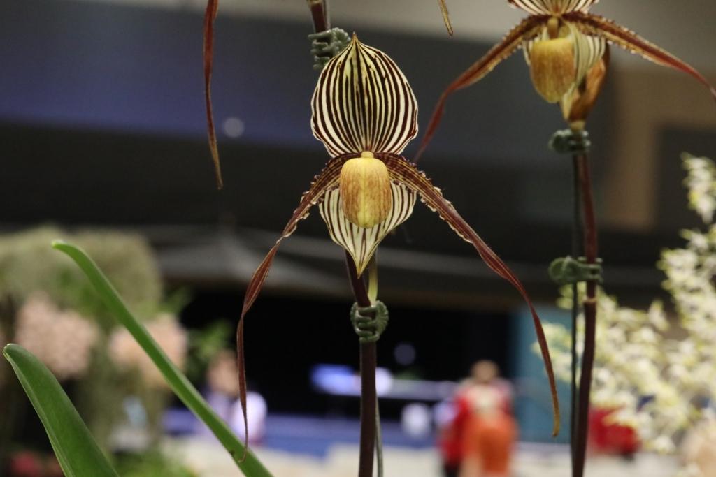 Paph St. Swithin