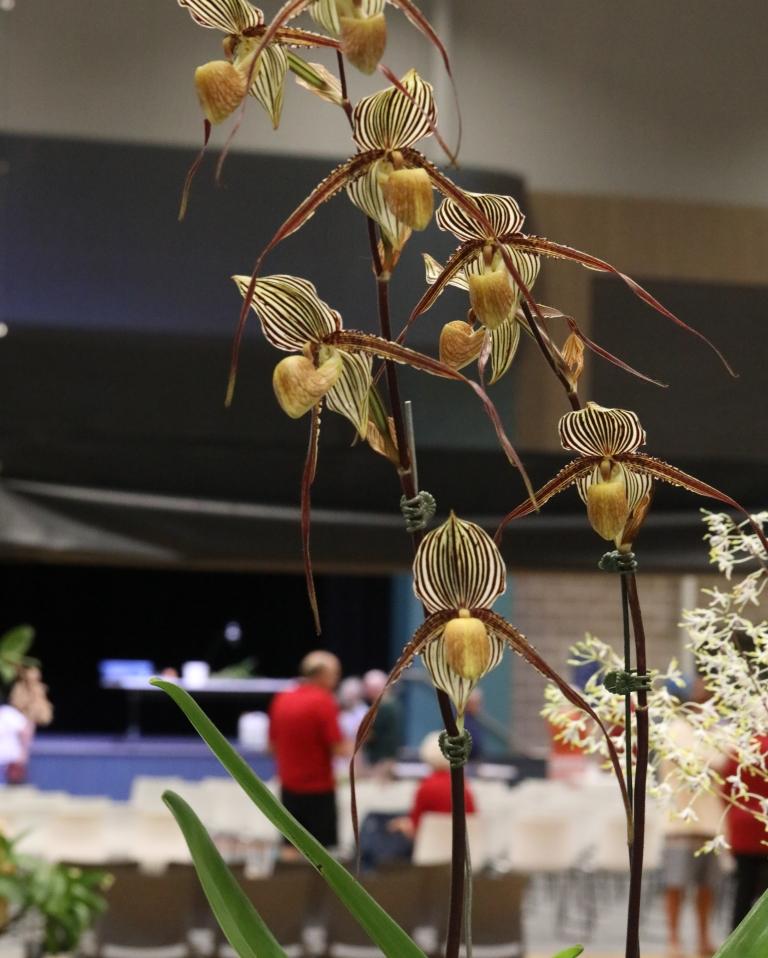 Paphiopedilum St Swithin - photo 2