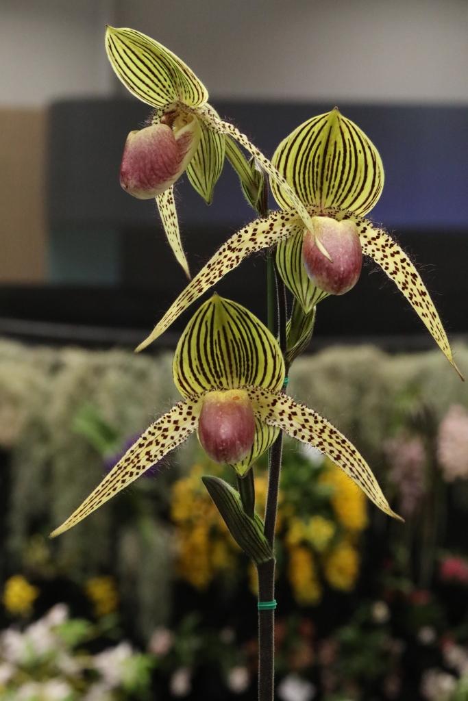 Paph Vangard's Lebeau