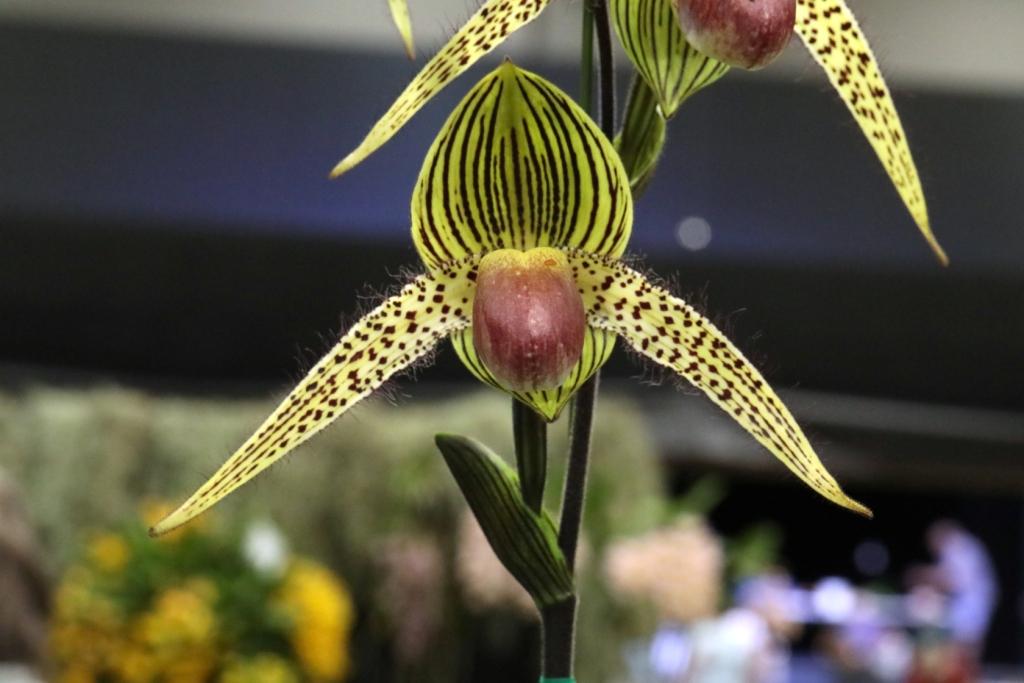 Paphiopedilum Vangard's Lebeau - photo 2