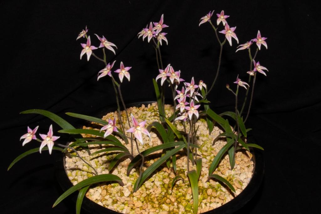 Caladenia Harlequin