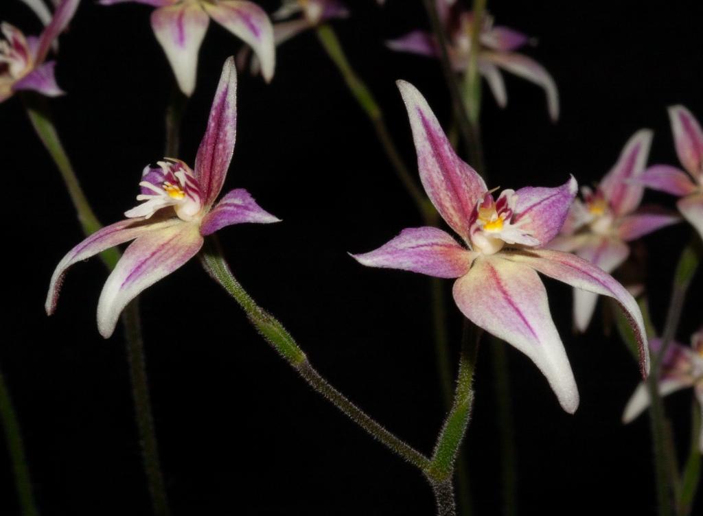 Caladenia Harlequin - photo 2