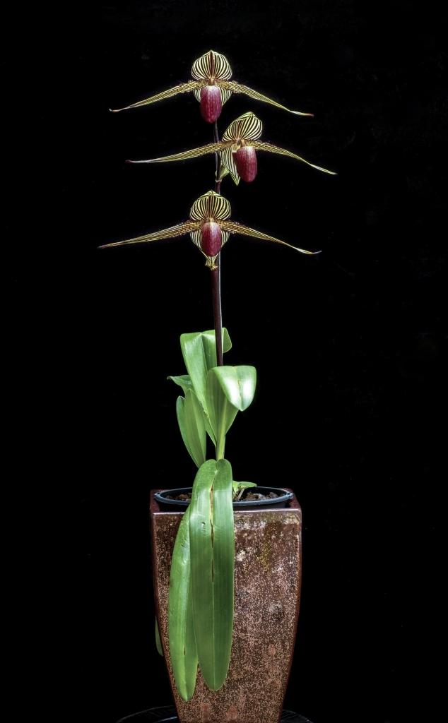 Paphiopedilum rothschildianum - photo 2