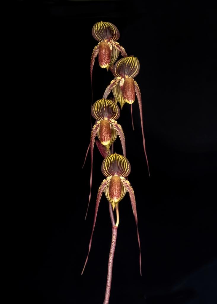 Paph Johanna Burkhardt