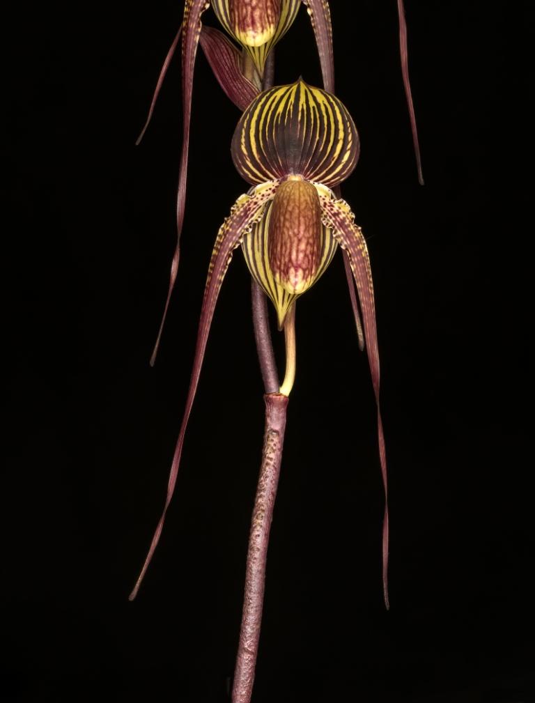 Paphiopedilum Johanna Burkhardt - photo 2