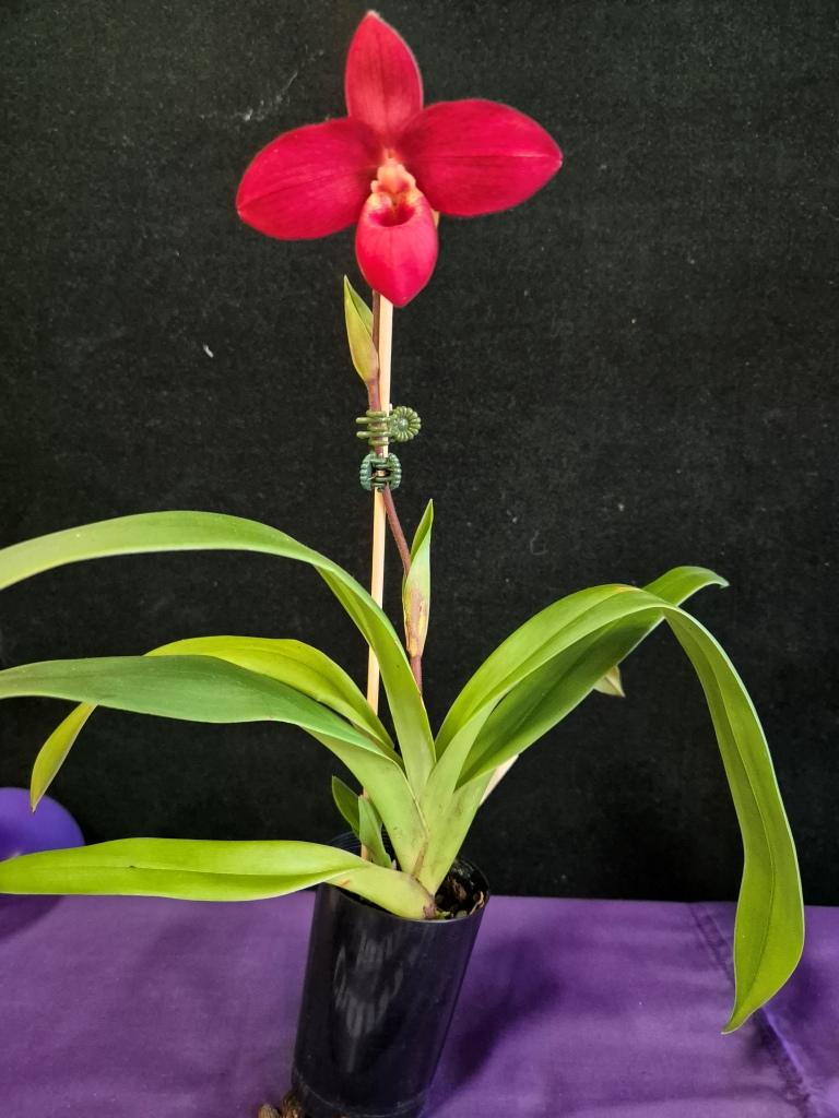 Phrag Early Surprise