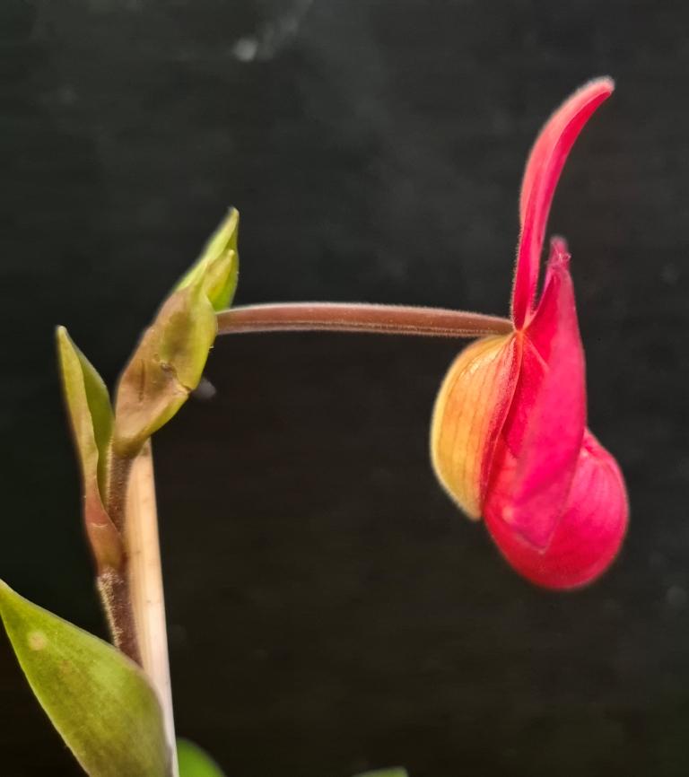 Phragmipedium Early Surprise - photo 2