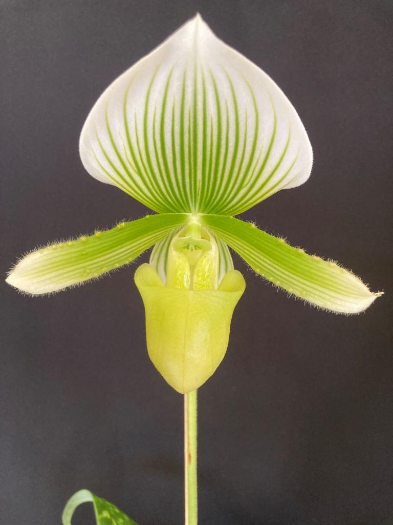Paph Chartreuse Stria