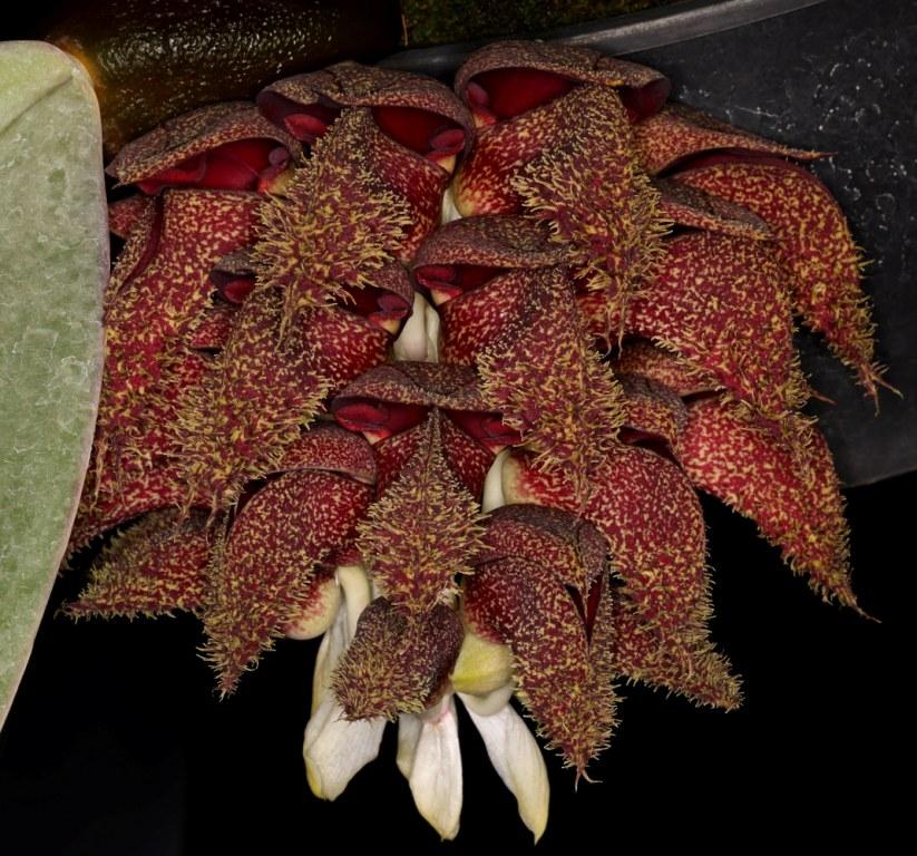Bulbophyllum phalaenopsis