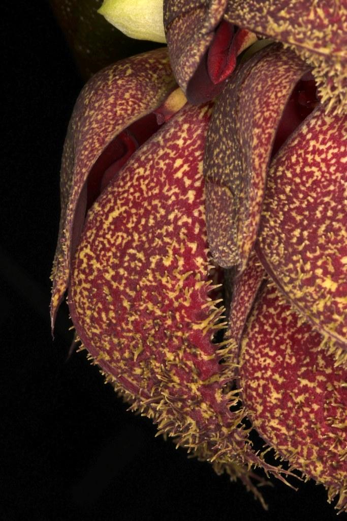 Bulbophyllum phalaenopsis - photo 2