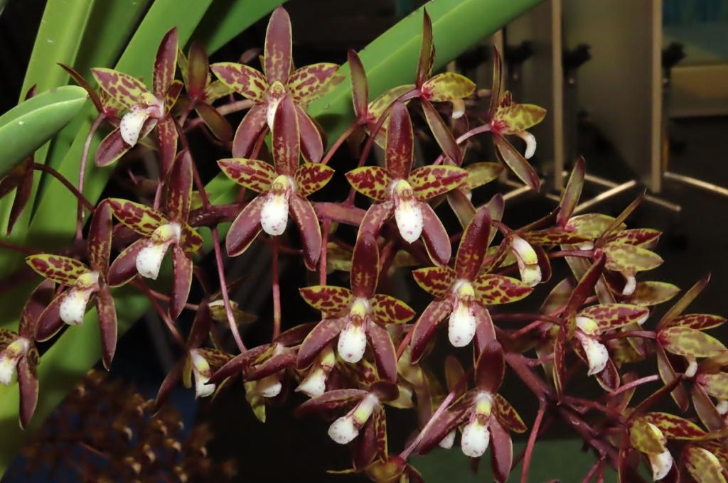 Cymbidium canaliculatum