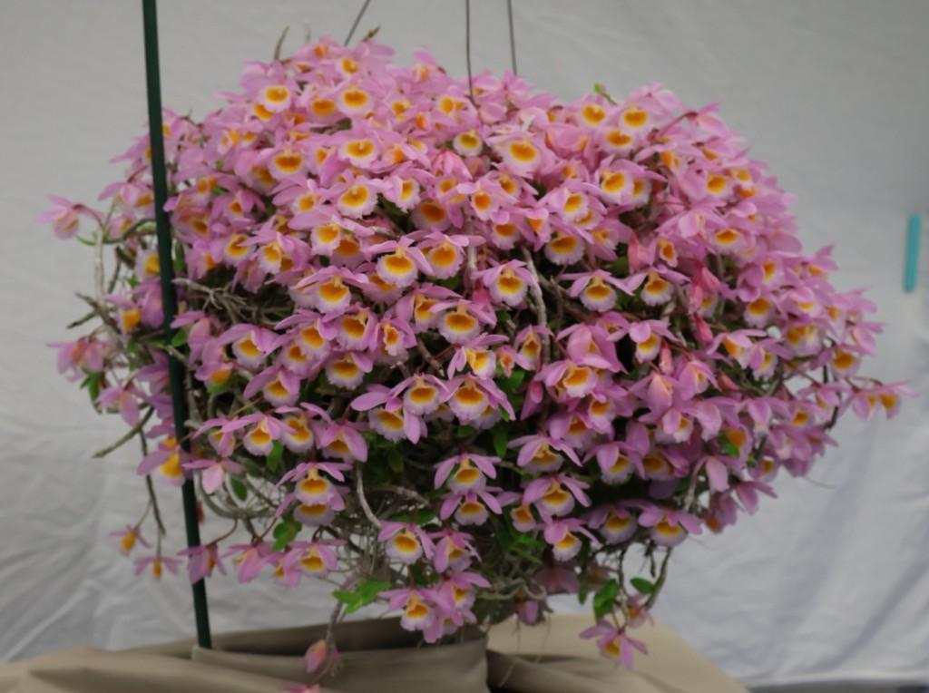 Dendrobium loddigesii