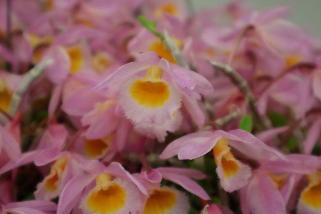Dendrobium loddigesii - photo 2