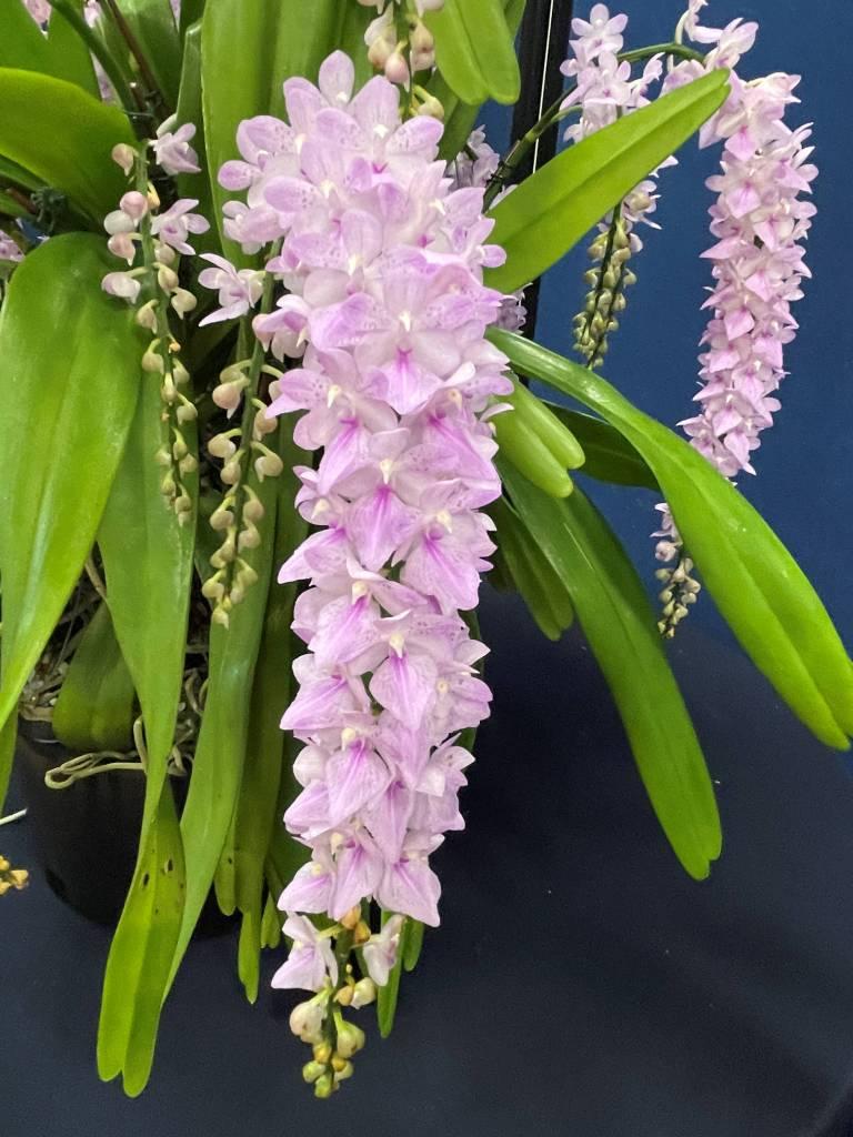 Aerides rosea - photo 2