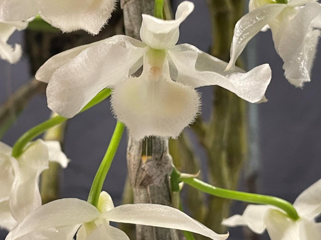 Dendrobium parishii