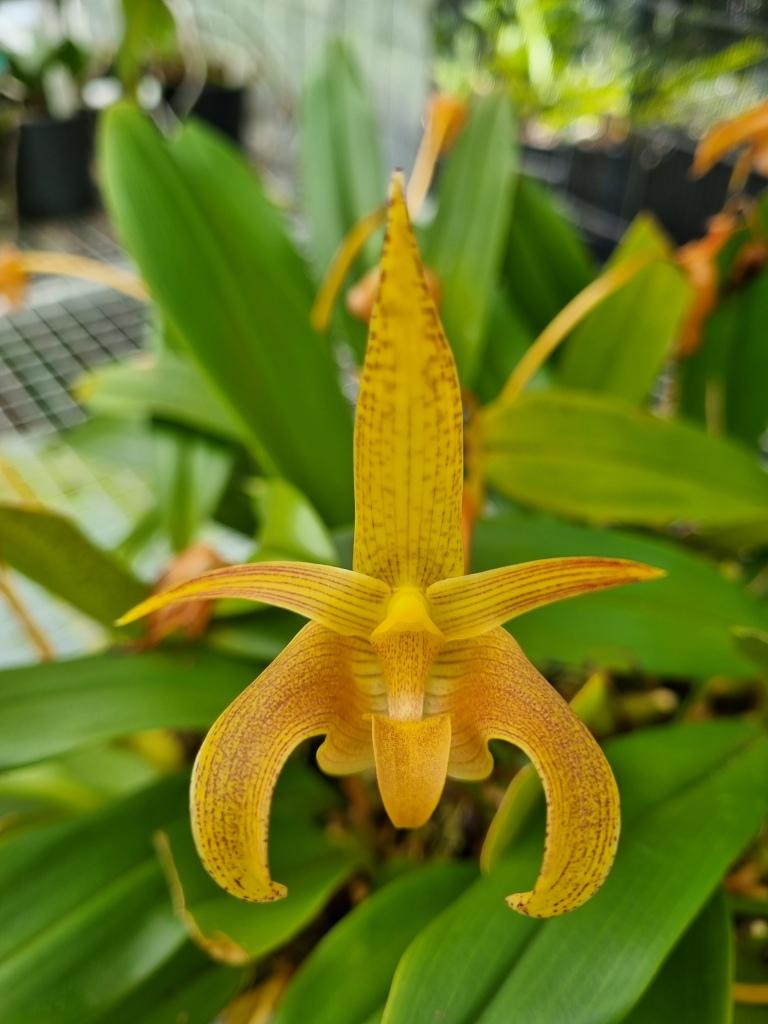 Bulbophyllum lobbii subsp. lobbii 'Alaric