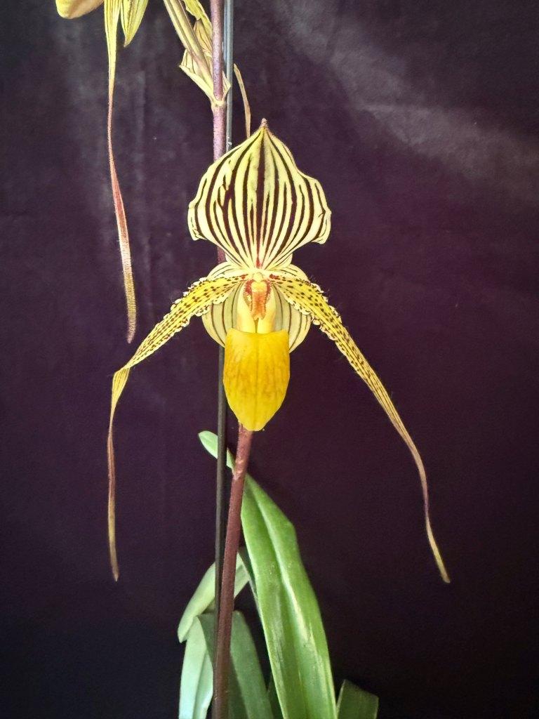 Paph Bel Royal