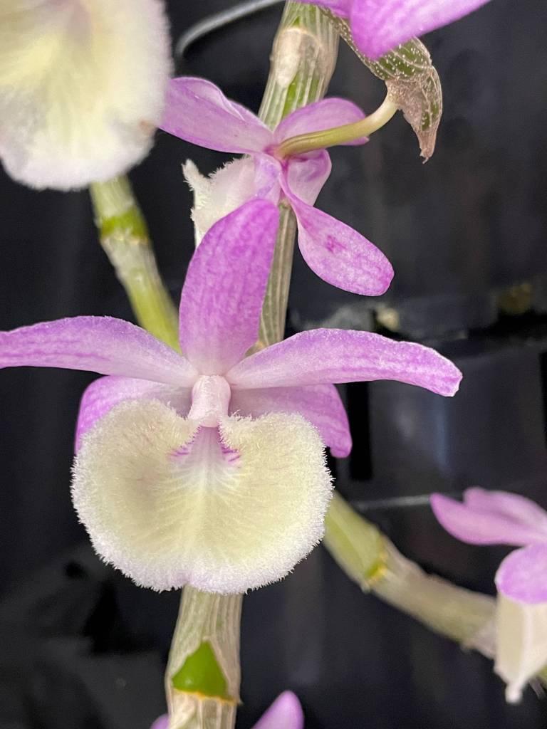 Dendrobium primulinum