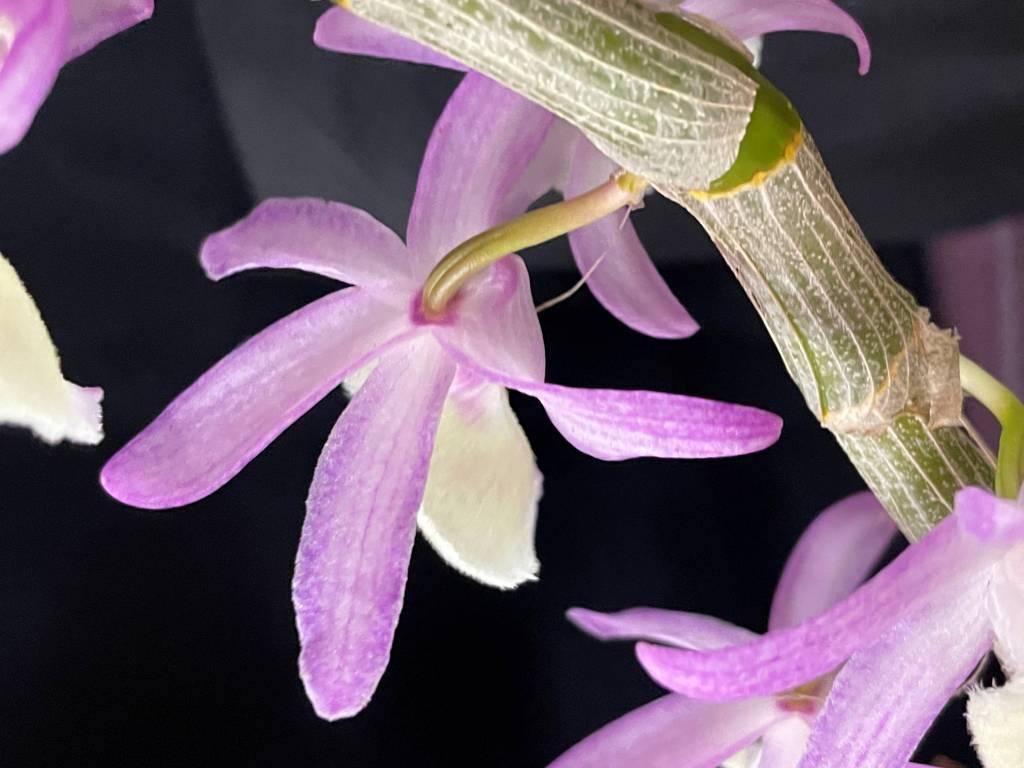 Dendrobium primulinum - photo 2