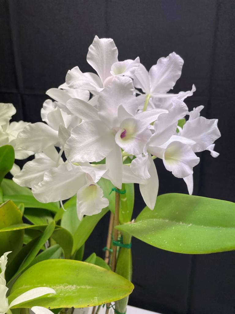 Guarianthe skinneri - photo 2