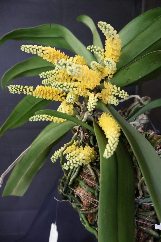 Pomatocalpa spicatum - photo 2