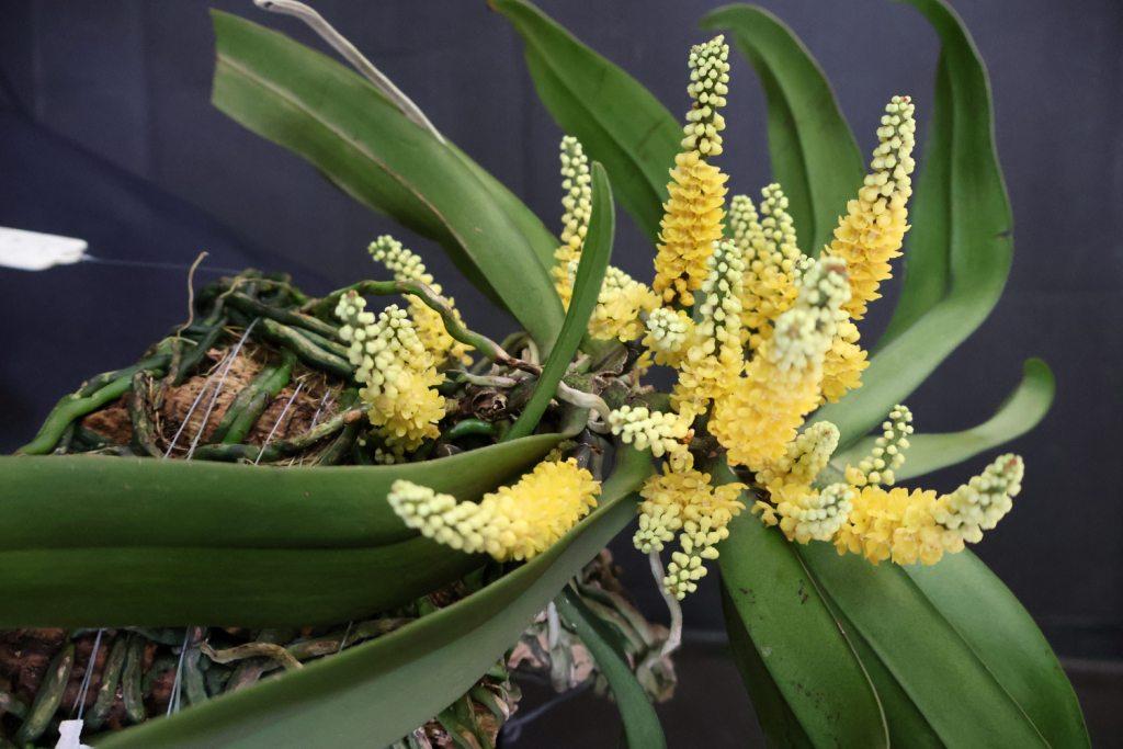 Pomatocalpa spicatum