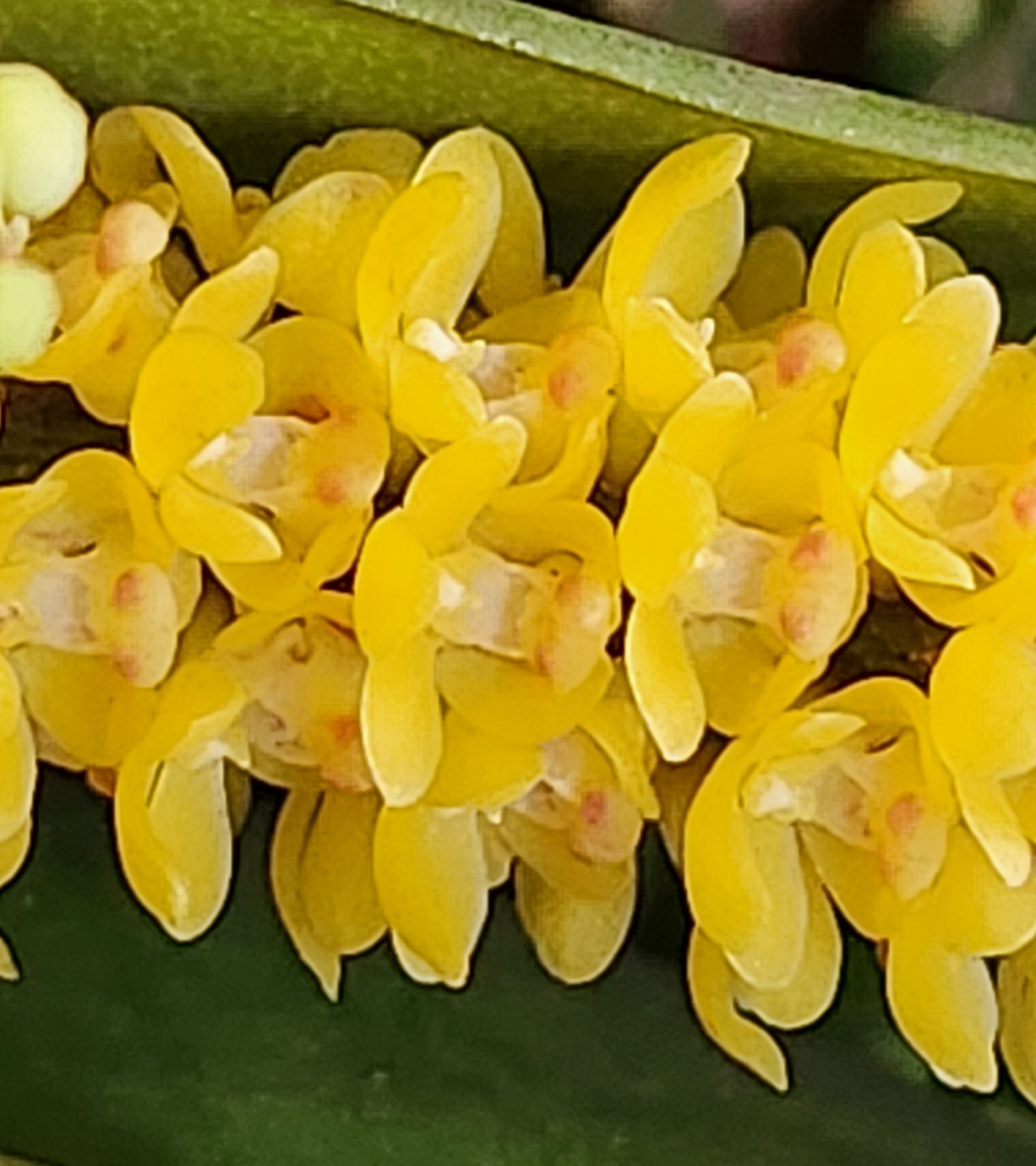 Pomatocalpa spicatum - photo 2