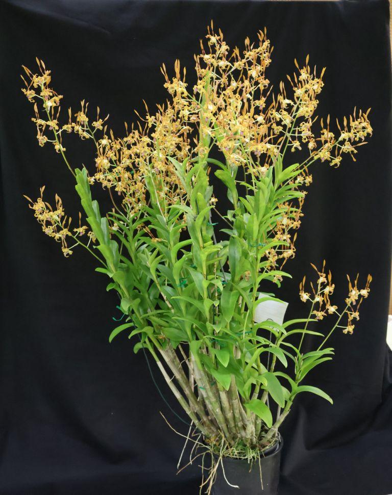 Dendrobium tangerinum