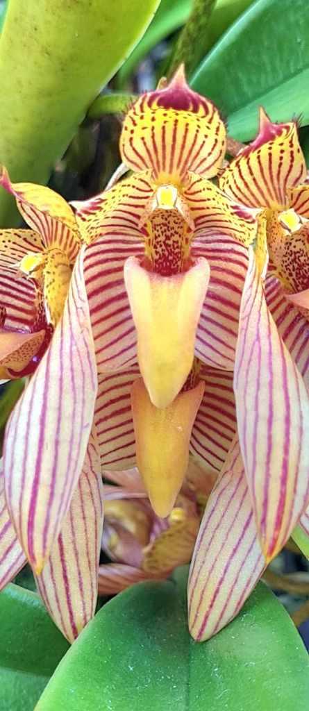 Bulbophyllum bicolor - photo 2