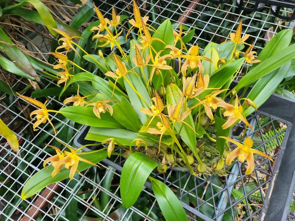 Bulbophyllum lobbii subsp. lobbii 'Alaric