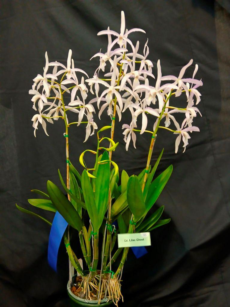 Laeliocattleya Lilac Ghost - photo 2