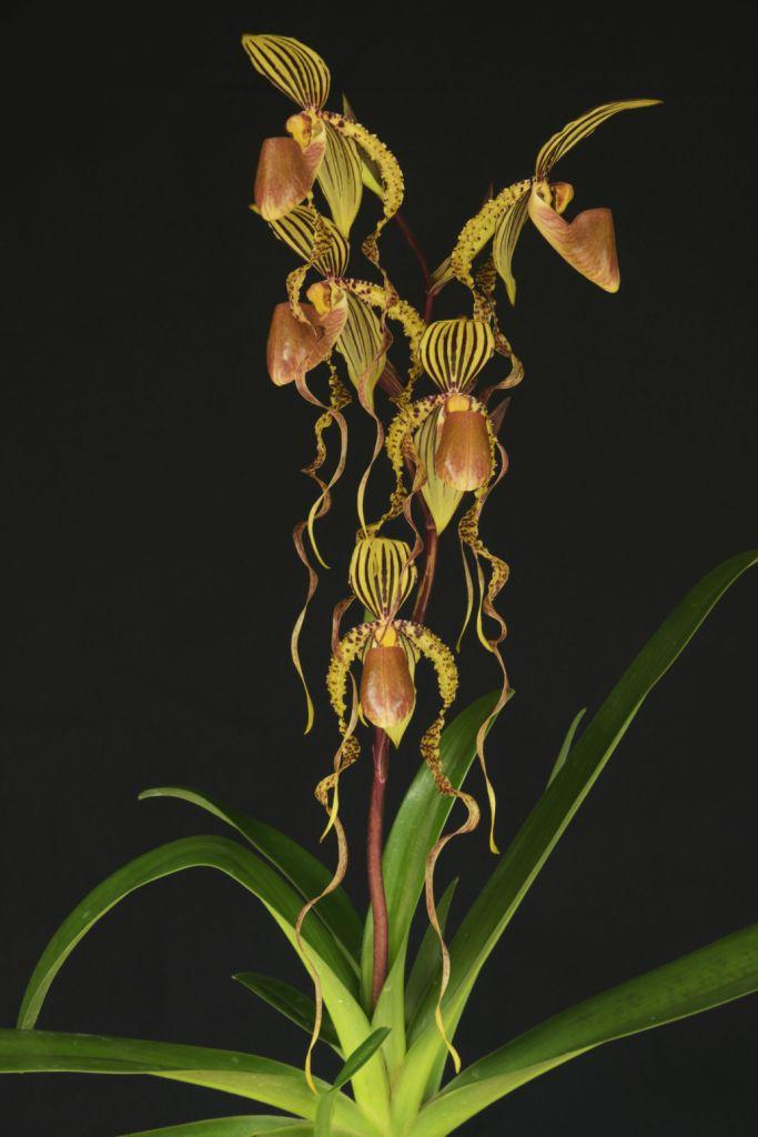 Paph Dragontale