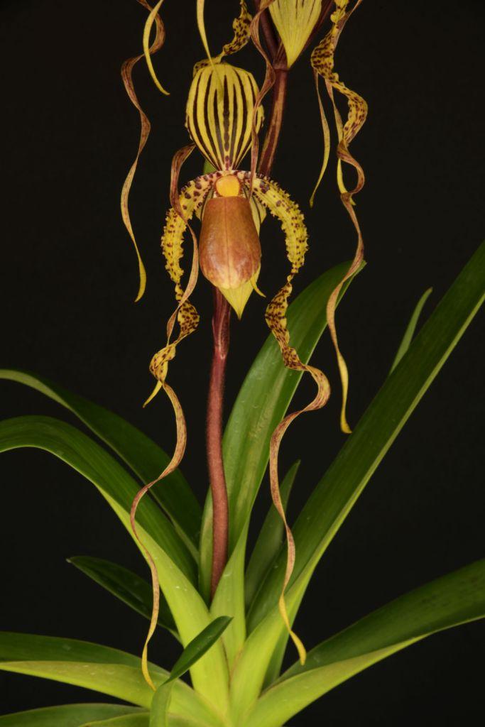 Paphiopedilum Dragontale - photo 2