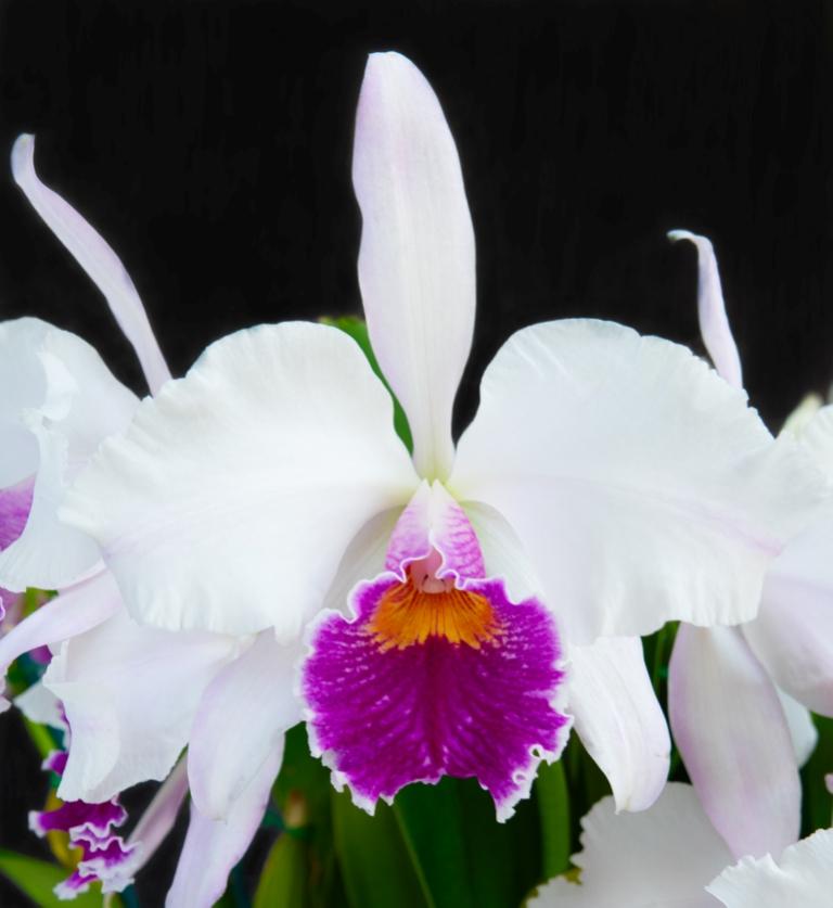 Cattleya purpurata