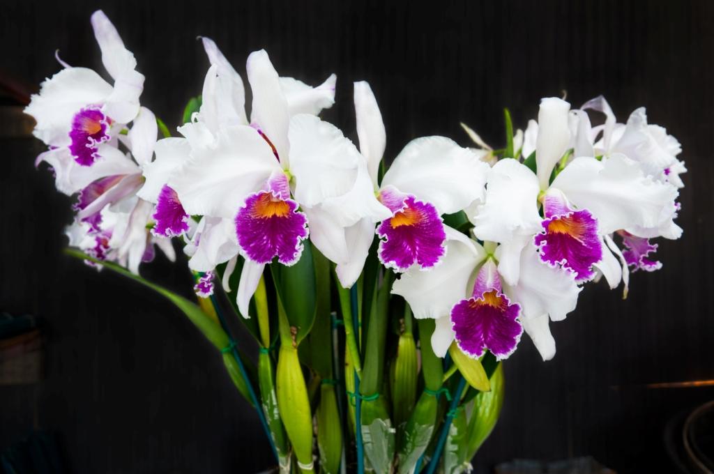 Cattleya purpurata - photo 2