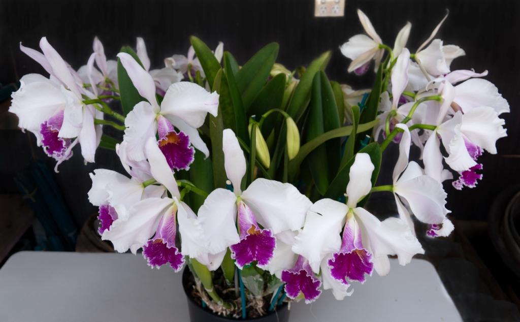Cattleya purpurata