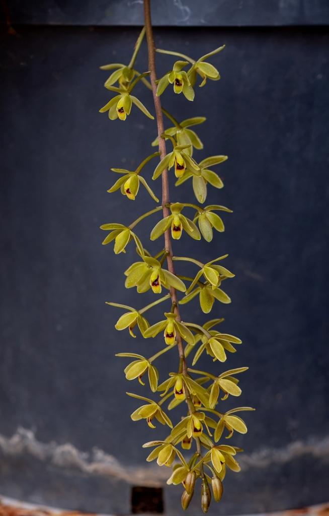 Cymbidium suave - photo 2