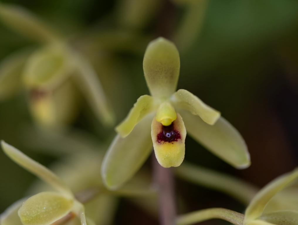 Cymbidium suave - photo 2