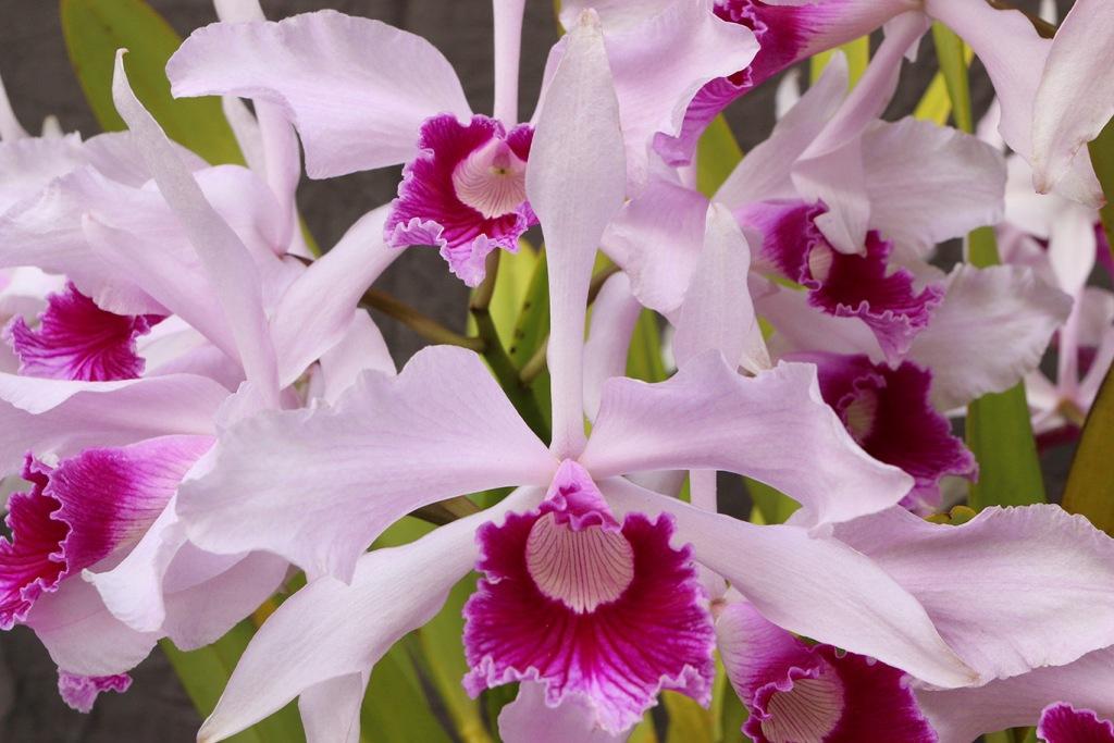 Cattleya lobata