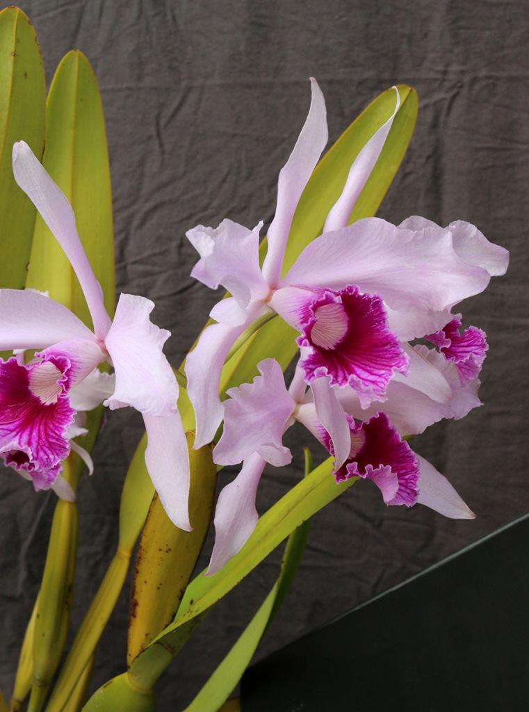 Cattleya lobata - photo 2