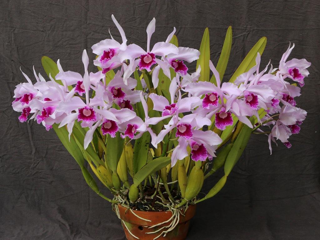 Cattleya lobata