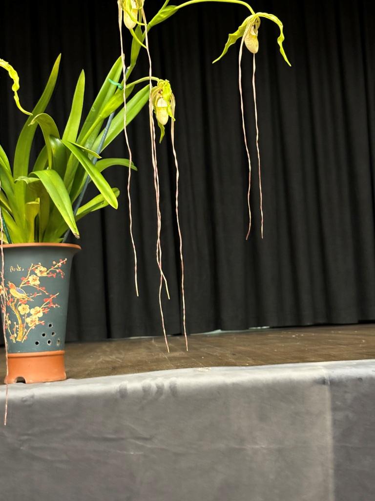 Phragmipedium wallisii