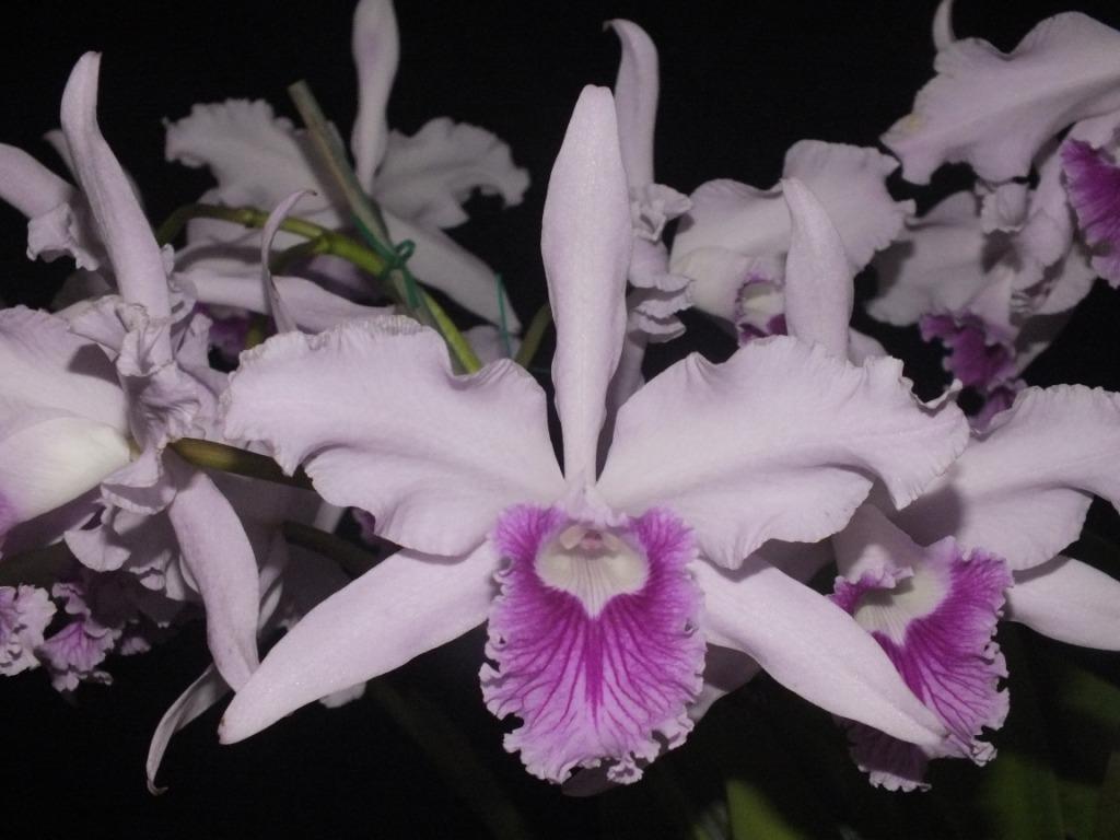 Cattleya lobata