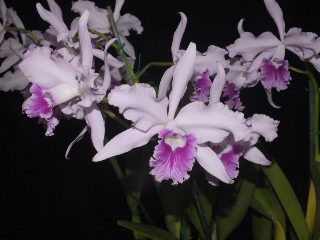 Cattleya lobata - photo 2