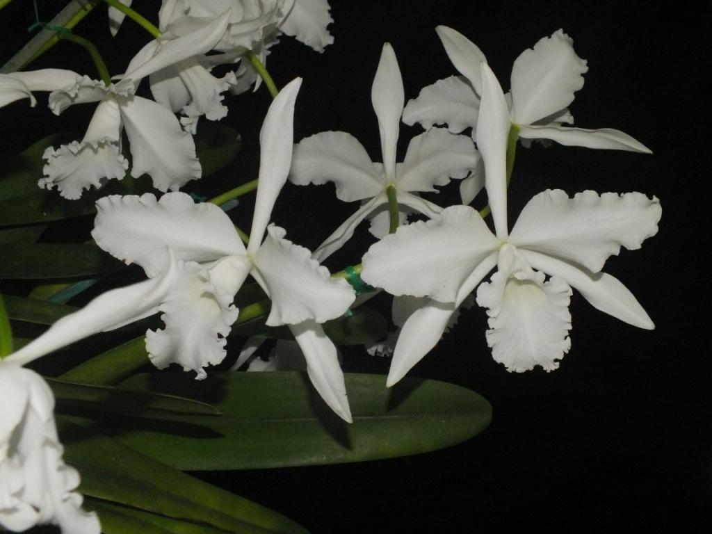 Cattleya lobata