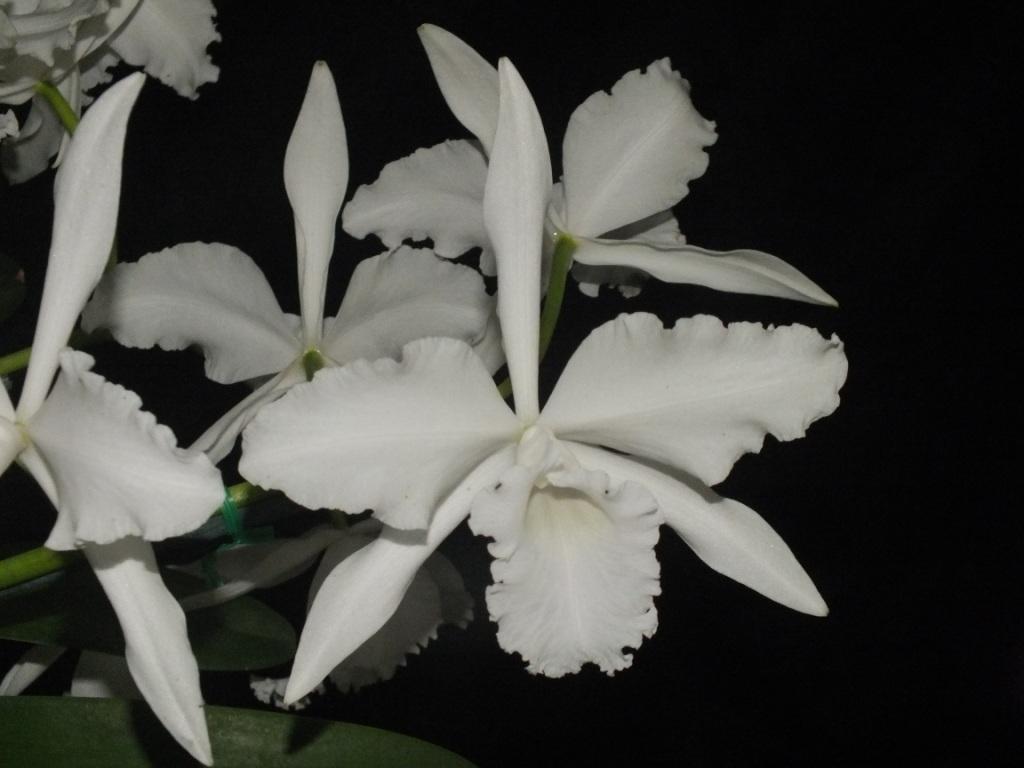Cattleya lobata - photo 2