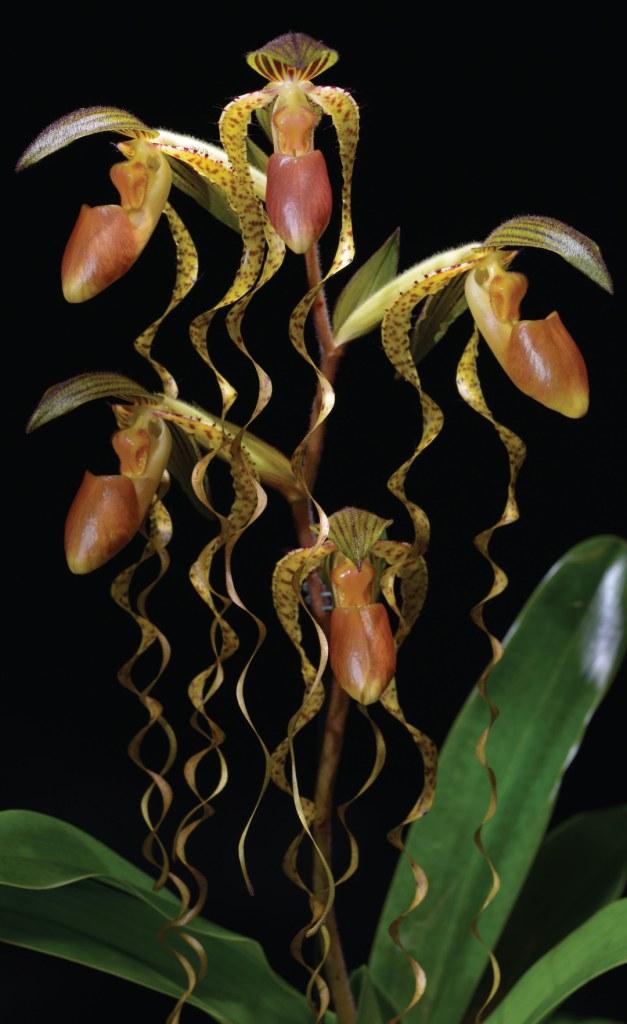 Paph Chiu Hua Dancer