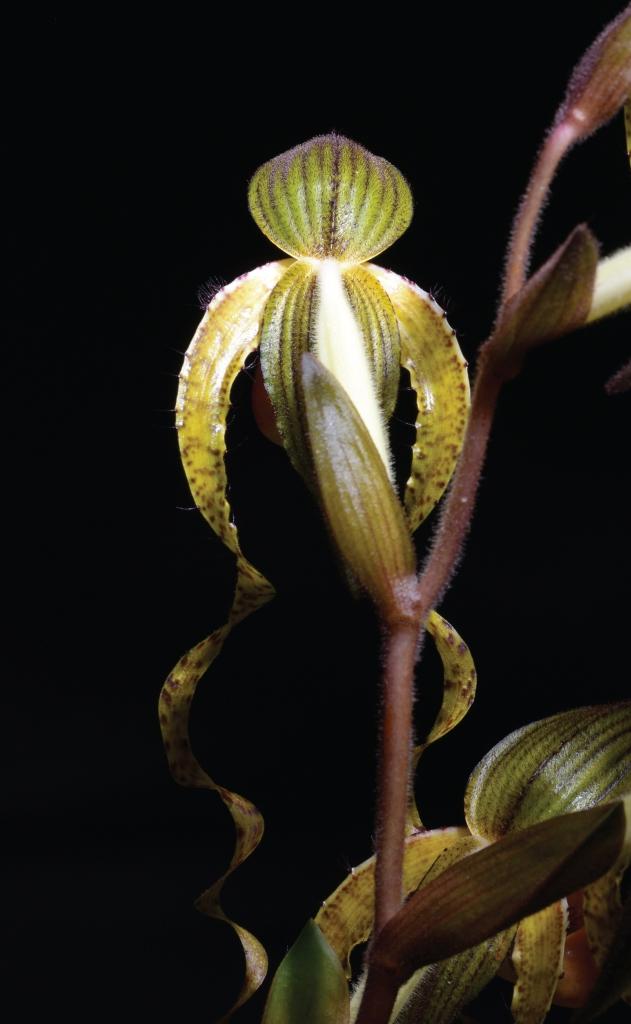Paphiopedilum Chiu Hua Dancer - photo 2